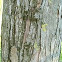 Cercidiphyllum japonicum ecorce